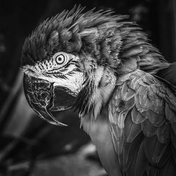 Close-up of owl