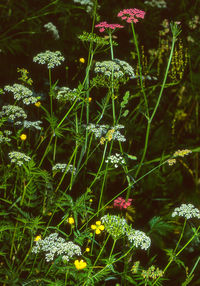 Close-up of plants