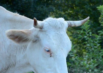 Close-up of cow