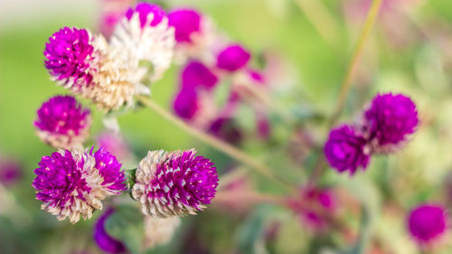 Close-up of pink flowers