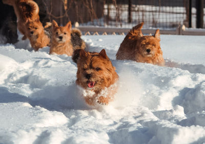 Dogs walking outdoor in snow in winter time