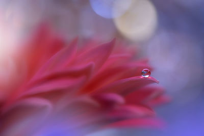 Close-up of pink flower