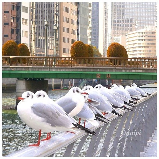 bird, animal themes, wildlife, animals in the wild, building exterior, built structure, architecture, seagull, flock of birds, city, pigeon, swan, transfer print, medium group of animals, day, outdoors, sunlight, perching, two animals