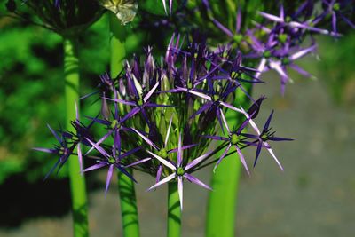 Close-up of plant