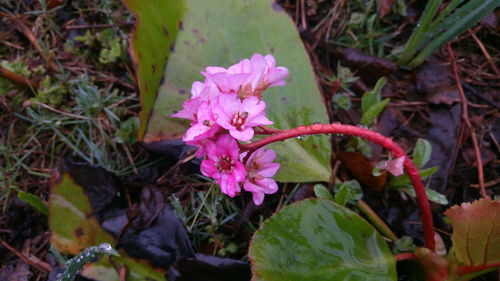 Close-up of flowers blooming outdoors