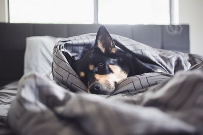 Close-up of dog relaxing on bed at home