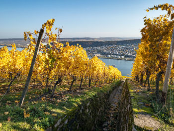 Scenic view of agricultural field against clear sky over river rhine