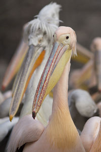 Close-up of pelicans