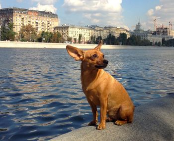 Chihuahua by canal in front of buildings against sky