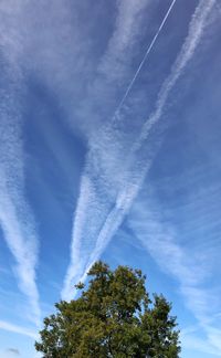 Low angle view of trees against blue sky