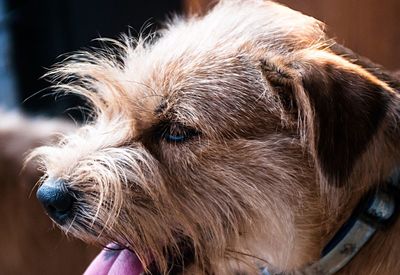 Close-up of dog