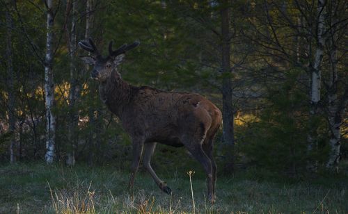 animal