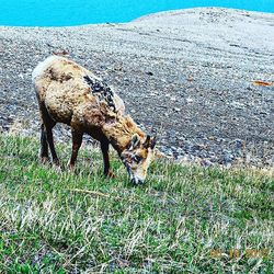 Animal grazing on grassy field