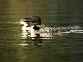 Close-up of loons swimming on lake