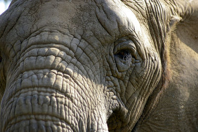 Close-up of elephant