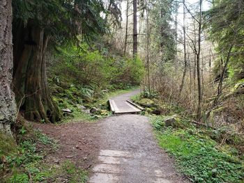 Road amidst trees in forest