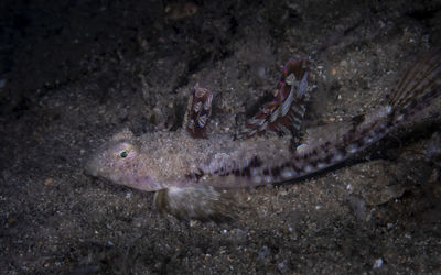Close-up of fish underwater