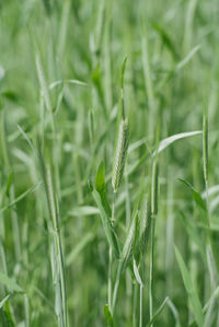 Close-up of green leaves