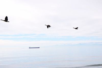 Seagulls flying over sea against sky