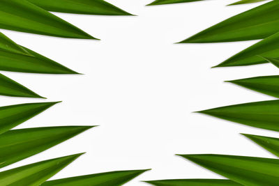 Low angle view of plant