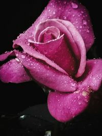 Close-up of pink rose