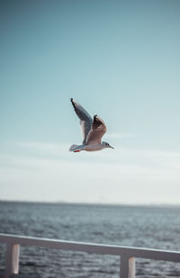 Close-up of seagull flying over sea against clear sky