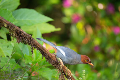 Close-up of bird perching on branch