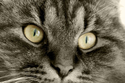 Close-up portrait of cat