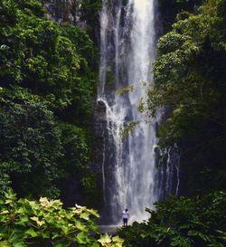 Scenic view of waterfall in forest