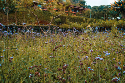 Scenic view of flowering plants on land