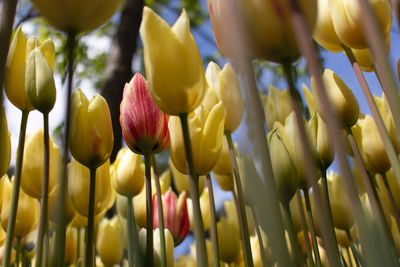 Close-up of tulips
