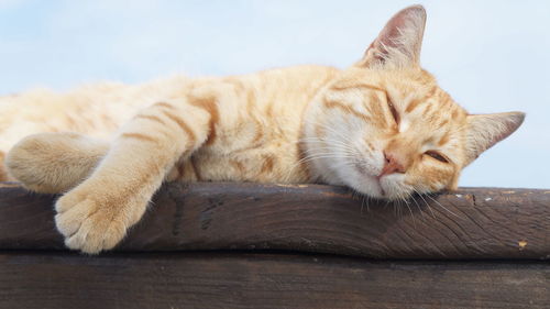 Close-up of a sleeping cat