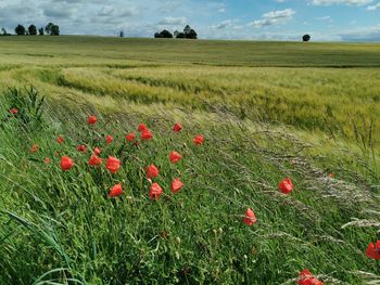 Scenic view of poppy field against sky