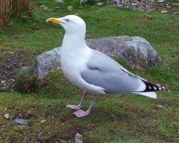 Close-up of white bird on field