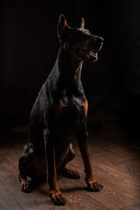 Dog looking away while sitting on hardwood floor