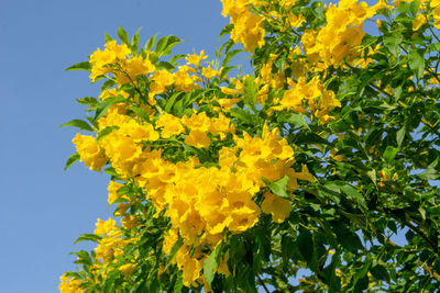 Low angle view of yellow flowering plants against sky