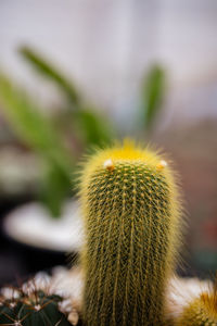 Close-up of cactus