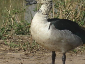 Close-up of a bird on field