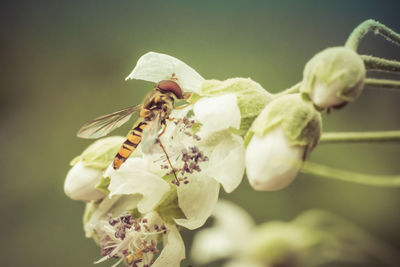 Close-up of insect on flower