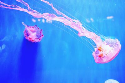 Close-up of jellyfish swimming in water