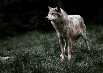 Portrait of a wolf on field