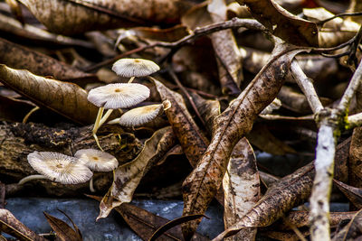 Close-up of mushrooms growing on tree