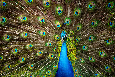 A male peacock standing showing a beautiful blossom tail 