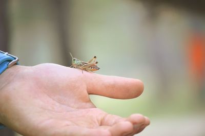 Close-up of cropped hand