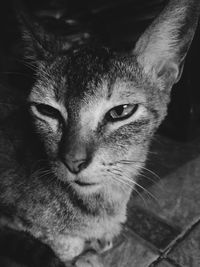 Close-up portrait of a cat