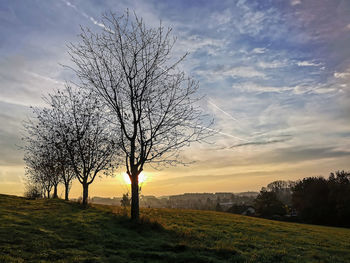 Bare tree on field against sky during sunset