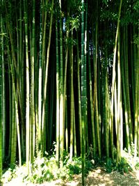 Bamboo trees in forest