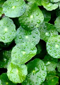 Full frame shot of raindrops on leaves