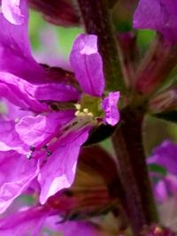 Close-up of pink flowers blooming outdoors