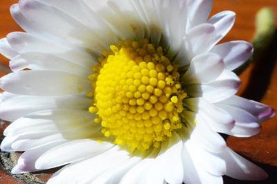 Close-up of white daisy flowers